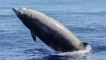 Popis korázové velryby z červené knihy