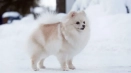 Bílý pes: načechraní psi z bílé barvy