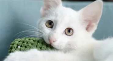 Jméno pro bílé kotě